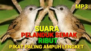 Download lagu Suara Burung Pelanduk Semak Ribut Memanggil Lawan Langsung Nyambar Lengket mp3