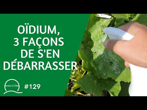 , title : '#129-Oïdium, 3 façons de s'en débarrasser'