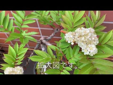 モラヴィアのナナカマド 植物