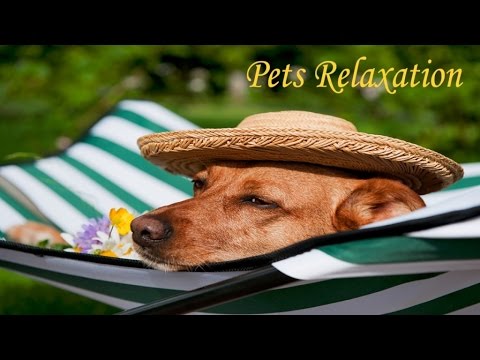 Relaxing Music for you and your Pets: 1 Hour of Instrumental Music for Calming Your Dog/Cat