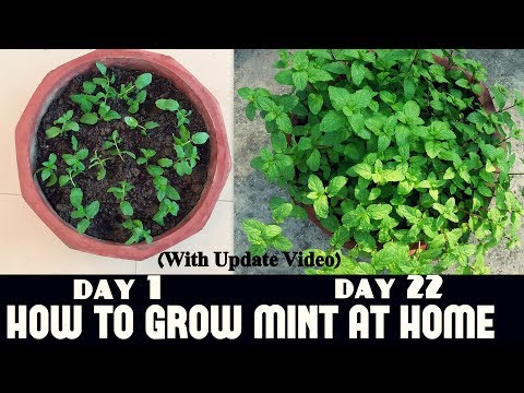 download lagu mp3 mp4 How To Grow Mint Plant, download lagu How To Grow Mint Plant gratis, unduh video klip How To Grow Mint Plant