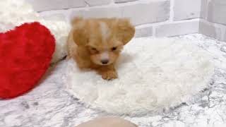 ハーフ犬の動画01