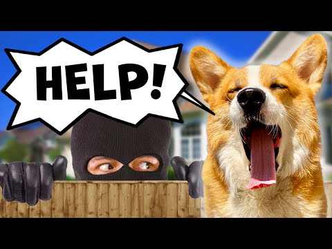 Corgi Confronts a Burglar!