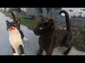 Black And Tuxedo Cats That Meowing Loudly To Food On The Rocks