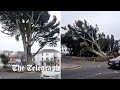 Storm Eunice: Dramatic footage shows moment tree falls in town of Bude