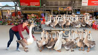 Buy Many Big Goose From Farmer Go To Market Sell - Take Care of Ducks,