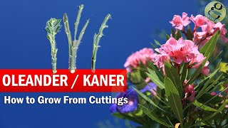 How to Grow Oleander from Cuttings | Growing Kaner Nerium Oleander Cuttings and Care in English