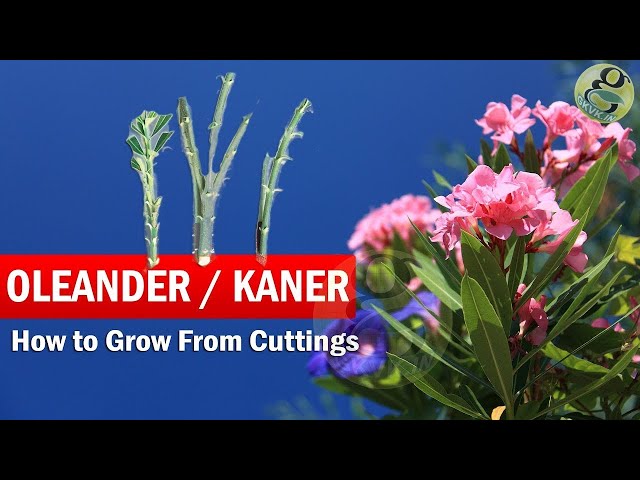 Pronunție video a Nerium oleander în Engleză