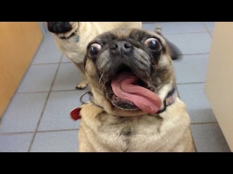Animals are so funny that you can die of laughter - Funny animal compilation