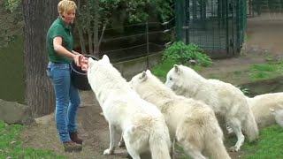 Zoo Berlin- Wolves Feeding Wolf Fütterung - White Arctic Pack of Wolves - Great Scene