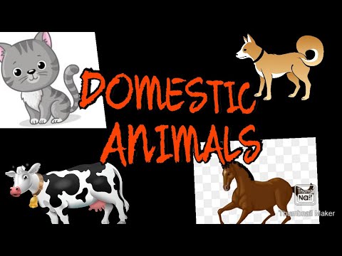 Domestic Animals | How To Identify Domestic Animals | Kids Fun With Toy Animals