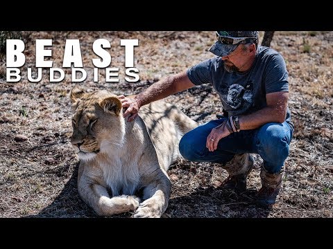 My 600lb Lion Could Attack Me At Any Moment | BEAST BUDDIES