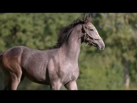 METHGAL - (TM Fred Texas x Theeba), 2016 Stallion