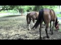 How to handle stubborn/dominant horses 