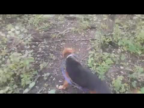 SEGUGIO BALCANO VESKO SUSKAVCEVIC CACCIA MONTENEGRO