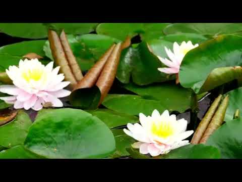 Opwekking 157 Ik verblijd mij zeer in de Heer