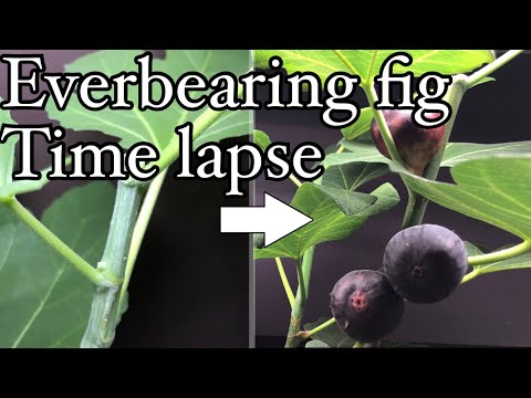 Growing everbearing fruit figs  indoor - fig fruiting time lapse