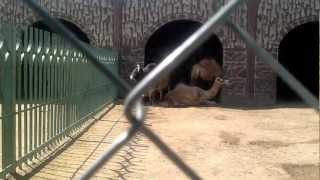 preview picture of video 'Zoo-Taif,Saudi Arabia'