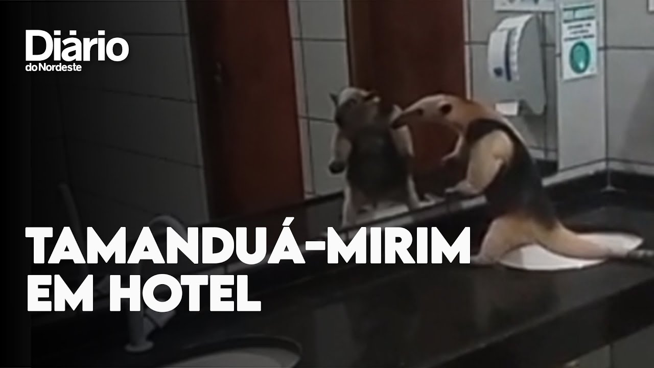 Imagem da notícia Tamanduá-mirim é capturado por policiais em hotel de Barbalha, no Cariri; veja vídeo