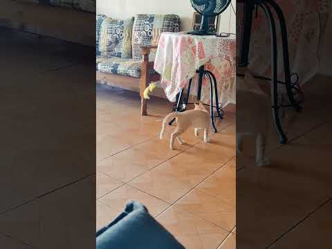 Vídeo de Galego