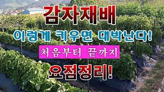 [텃밭농부 2,154]  감자재배. 이렇게 키우면 대박난다. 처음부터 끝까지 요점정리! #감자재배