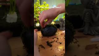 DIY Java Moss Hideaway Stone for a Show Betta, Fish Tank Decor, Planted Aquarium