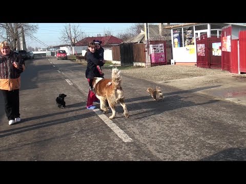 Nu mai ies din case, de frica maidanezilor