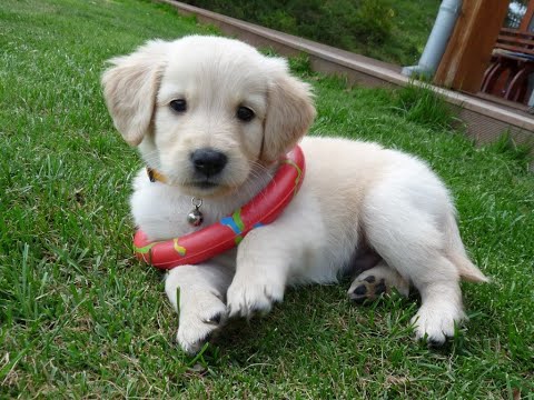 Golden Retriever Compilation - Cute and Funny #5