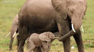 Este bebé elefante se ríe a carcajadas cuando juega con su cuidador