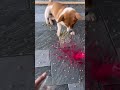 New Toy New Obsession Viralvideo Viral Shorts Shortvideo Xuhuongyoutube Dog Dogs