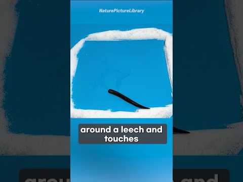 Why Salt Kills Snails and Leeches Instantly