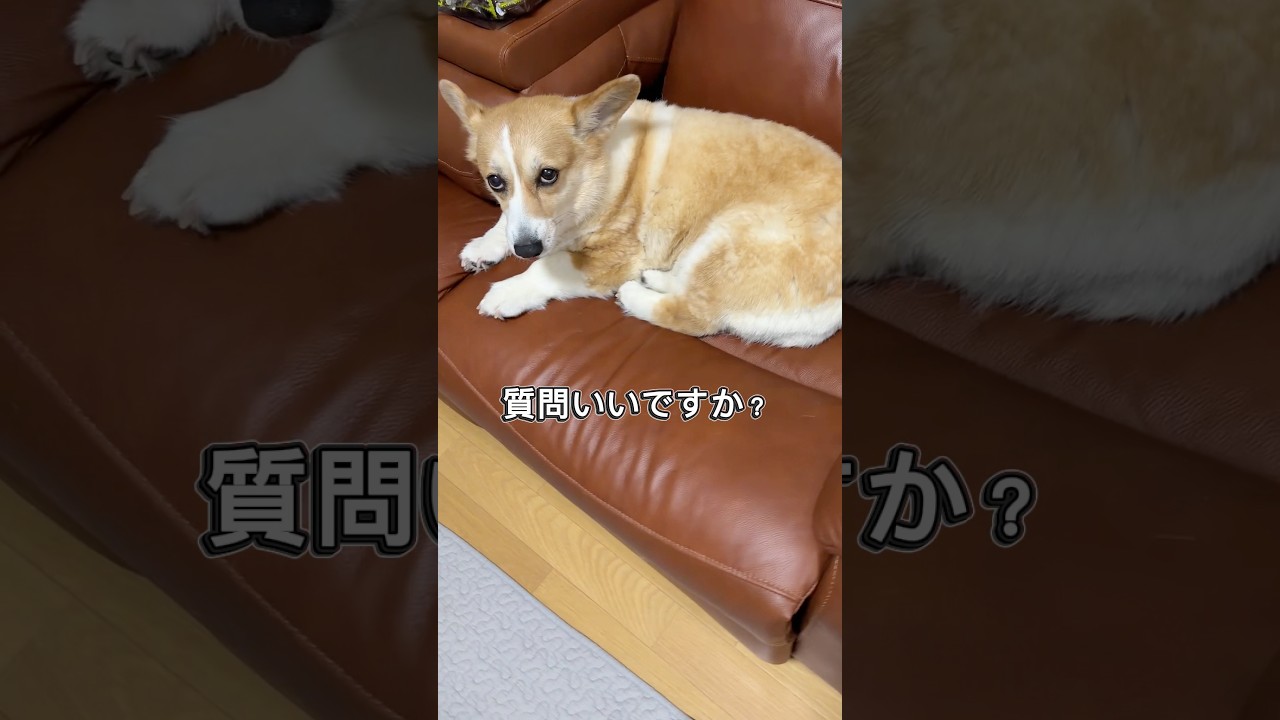 コーギーさんに確認したい事があります #コーギー #アテレコ #shorts