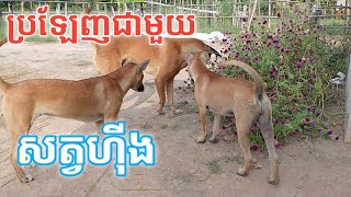 ឆ្ងល់សត្វឆ្កែនេះឲ្យតែឃើញសត្វចម្លែកចូលចិត្តប្រឡងណាស់[[REN SOKHEA]]