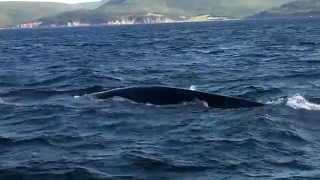 preview picture of video 'Whale Watching Fin Whales July 16'