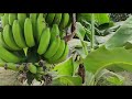 Farmer Status Video Farmer Song Status WhatsApp Status Shetkari Video Kisan Video