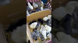 Download lagu WA 0857-8223-1171, Jual DOC Kampung Asli, Bibit Ayam Kampung Asli mp3