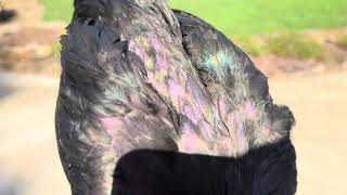 Example of 2025 Hatch Birds: Shade and Sun