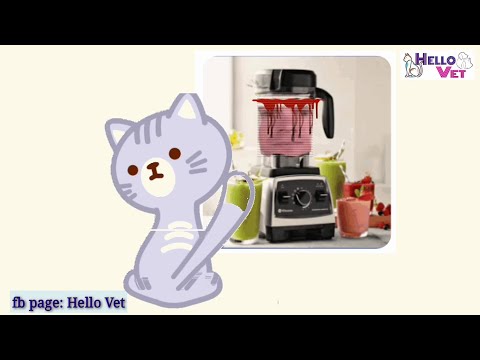 Cat Blending Human || Cat Blending Video || Hello Vet || #hello_vet #hellovet