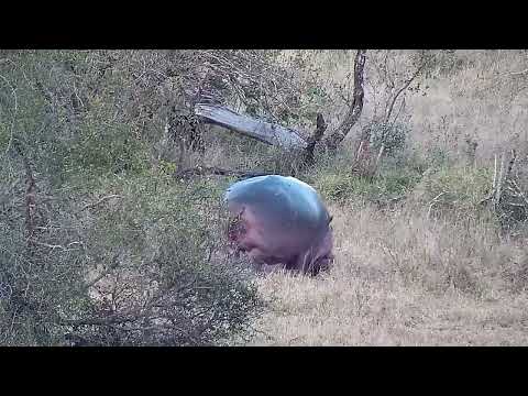 Djuma: Hippo heading out to graze - 17:22 - 08/04/2022