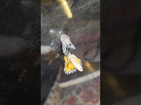 LIVE Transformation! Pupa से निकली तितली 🦋😱 #minivlog #butterfly #butterflytransformation #nature