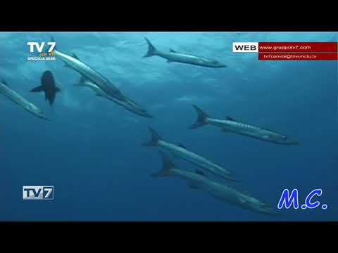 TV7 CON VOI SPECIALE SERA DEL 18/10/22 (7 di 7) - Visitiamo il Sudan