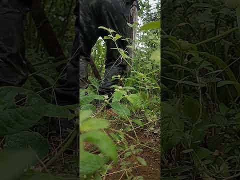 voltando da trilha da pedra redonda localizada em são bento do Trairi RN