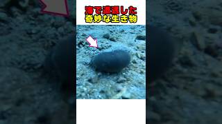 海でうごめく黒い塊