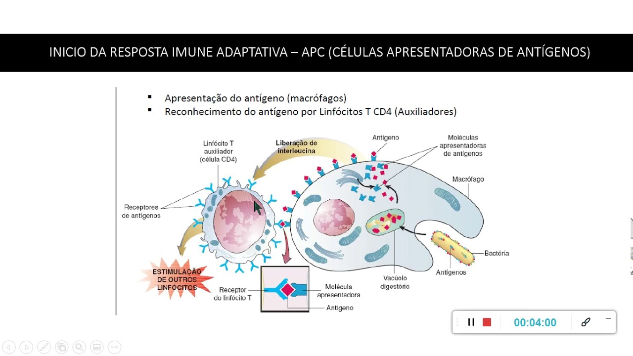 APC   Células apresentadoras de antígenos
