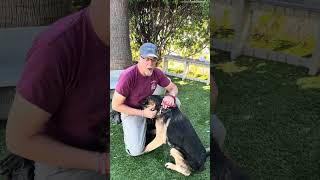 Video preview image #1 German Shepherd Dog Puppy For Sale in Pasadena, CA, USA