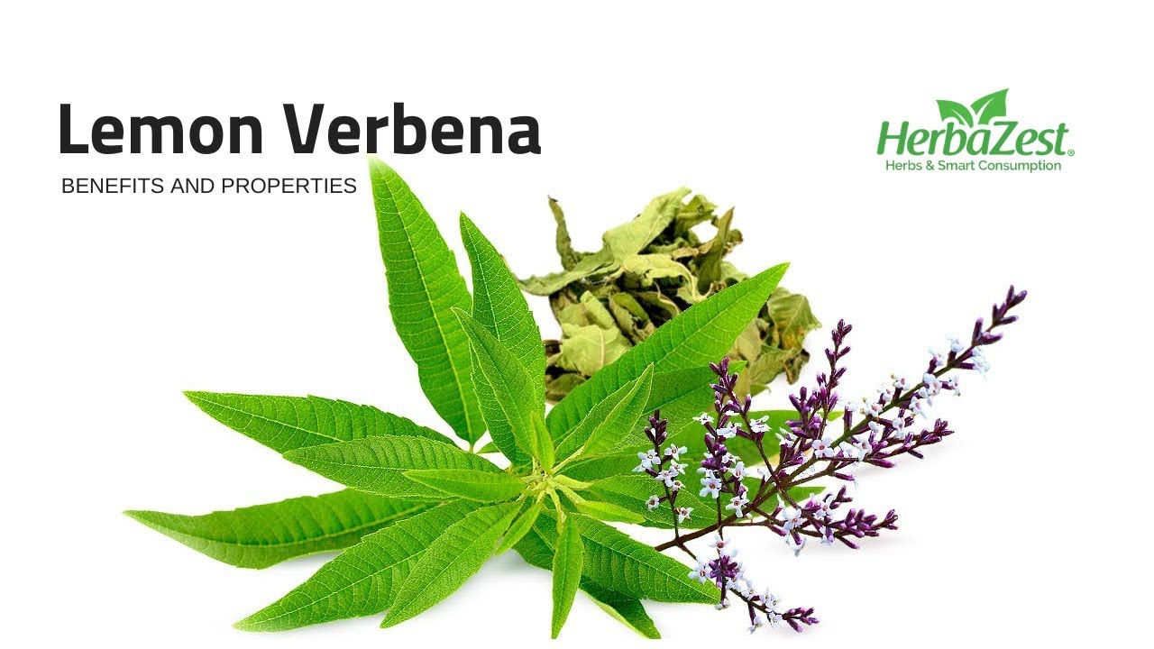 Lemon Verbena - Herbazest