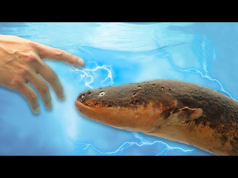 No One Will Survive 900 Volts Of Electric Eel | Deadliest Monster Of Amazon Rainforest