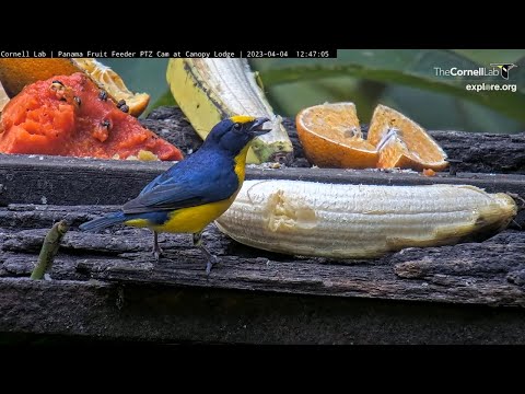 Thick-billed Euphonia Goes Bananas At Panama Fruit Feeder | April 4, 2023