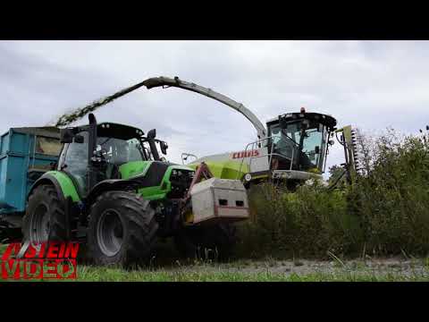 Durchwachsene Energiepflanze Silphie häckseln 2020 -  CLAAS Jaguar 940