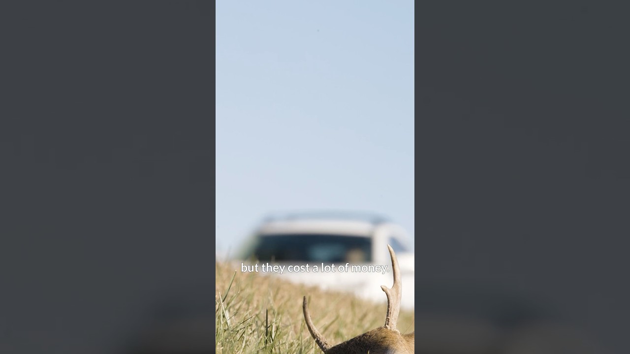 What’s the Cost of Wildlife Collisions?